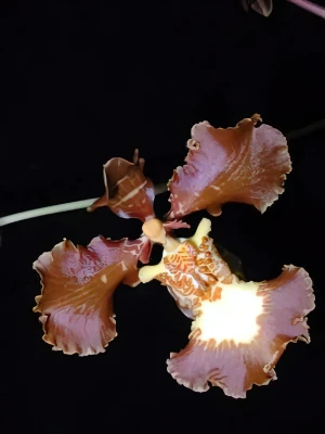 Image of Oncidium enderianum 02